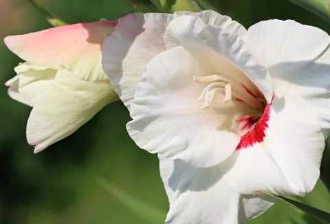 White gladiolus 스톡 사진