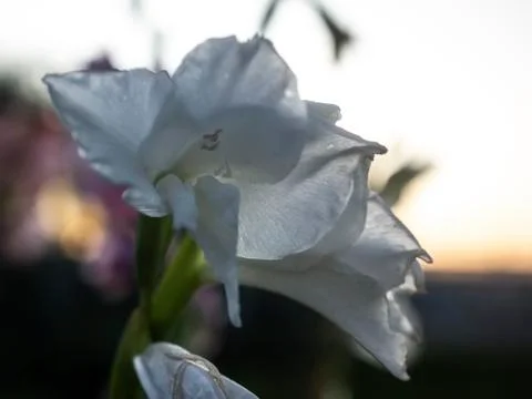 White gladiolus in summer in the garden Stock Photos