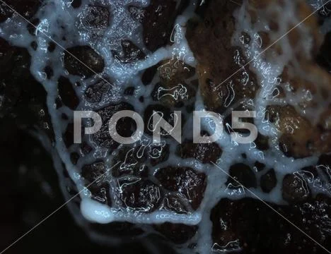 A white glazy moving plasmodium of a slime mold on a substrate Stock Photos