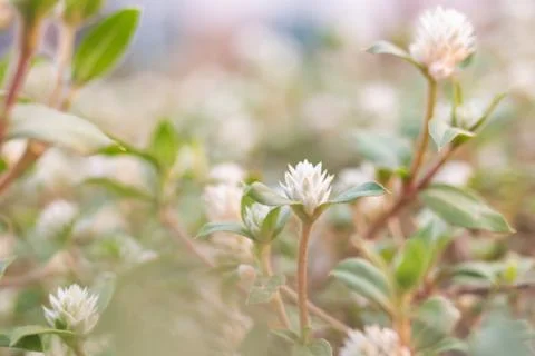 White globe amaranth in grass field green blurred background Stock Photos
