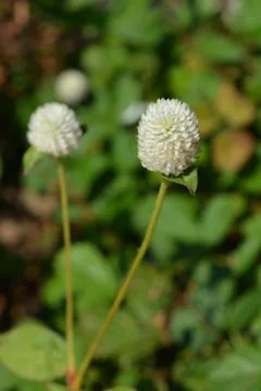White globe amaranth Foto stock