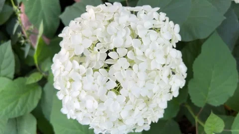 White globe hydrangea flower swaying lazily Video stock 273176448