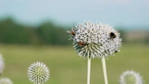 White globe thistle flower Stock Footage 324958063