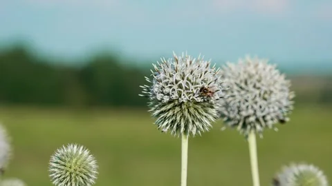White globe thistle flower Stock Footage 324958171