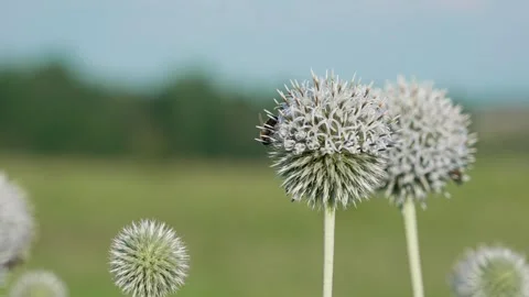 White globe thistle flower Stock Footage 324958360