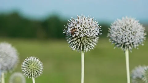 White globe thistle flower Stock Footage 324958375