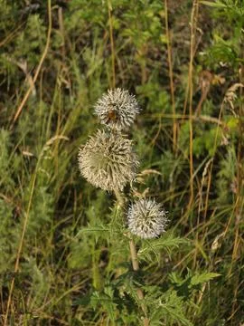 White globe thistle flower macro Stock Photos