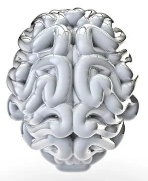 White glossy brain Stock-Illustration