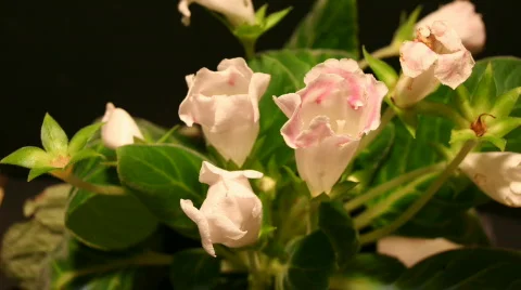 White Gloxinias Stock Footage 141531