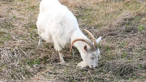 White goat with a big beard sits in a meadow. Stock Footage 128991846