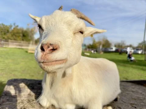 A white goat with a calm, content expression Stock Photos