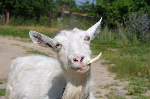 White goat chewing the cabbage Stock Photos