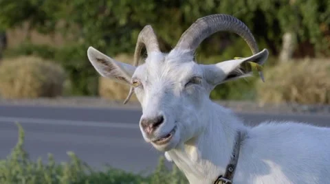 White goat chewing Stock Footage 54751279