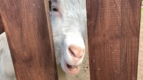 White goat chewing grass behind the fence Stock Footage 90087448