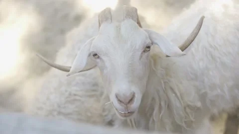 White goat close - up in nature Stock Footage 155668564