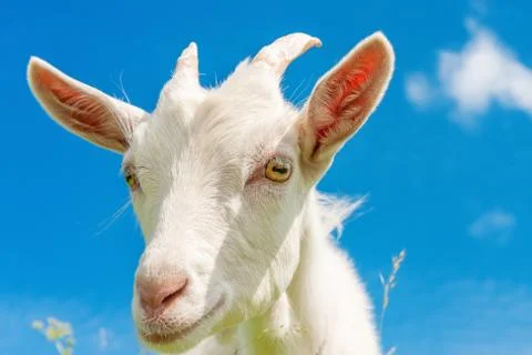 White goat close up Stock Photos