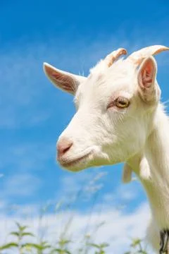 White goat close up Stock Photos