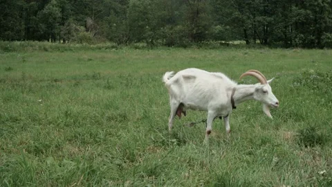 White goat crawling in the meadow on a cloudy day, 4k Video stock 156868558