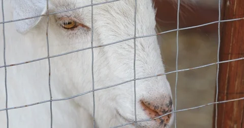White goat with dry plant standing near fence Stock Footage 123778492