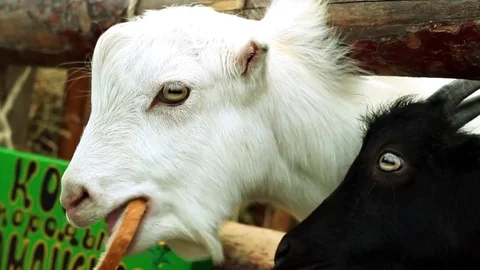 White Goat is Eating the Bread, Chewing and Looking Into the Camera Stockbeeldmateriaal 70972325