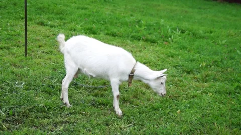 White goat eating grass. Stock Footage 75573428