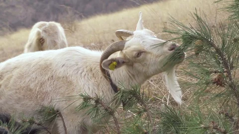 A white goat eats a clone-4k-30fps Stock Footage 123721874