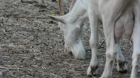 White goat eats grass Stock Footage 26083135