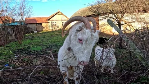 A white goat eats grass from a man's hand. Goat feeding. Stock Footage 228591312