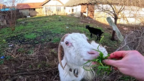 A white goat eats grass from a man's hand. Goat feeding. Stock Footage 228591357
