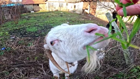A white goat eats grass from a man's hand. Goat feeding. Stock Footage 228591380