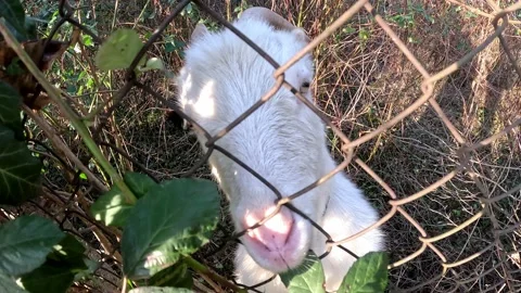 White goat eats green leaves close up Stock Footage 223721526
