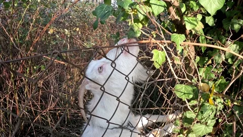 White goat eats green leaves close up Video stock 223721622