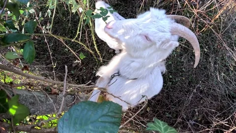 White goat eats green leaves close up Stock Footage 223722869