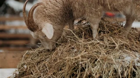 White goat eats haystack. Domestic animal farm. Stock Footage 146333675