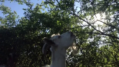 White goat eats leaves from a bush and a sunshine Stock Footage 82301592