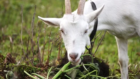 White goat eats plants on a nursery. Rural idyll. Stock Footage 154520850