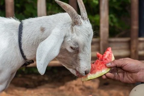 A white goat eats a watermelon Stock Photos