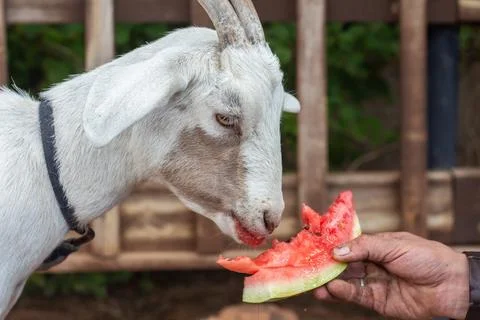 A white goat eats a watermelon Stock Photos