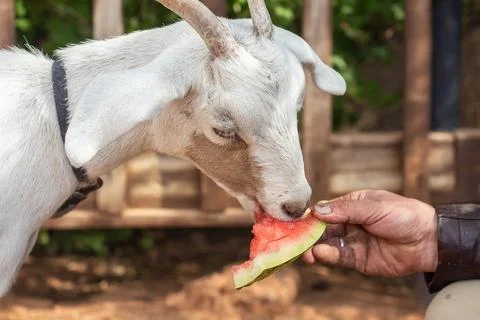 A white goat eats a watermelon Stock Photos