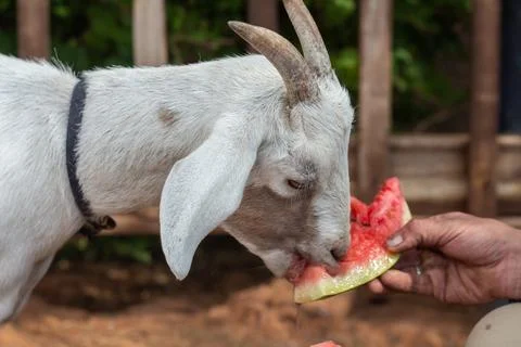 A white goat eats a watermelon Stock Photos
