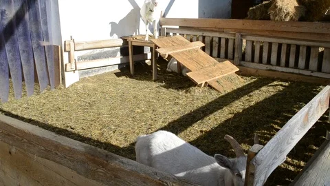 White goat on a farm Stock Footage 124482165