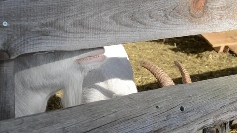 White goat on a farm Stock Footage 124482190