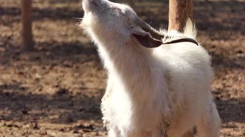 White goat in the farm Video stock 237178056