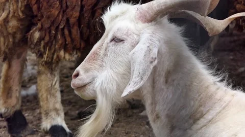 White goat on the farm Video stock 238477361