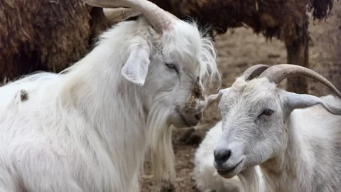 White goat on the farm Stock Footage 238477451