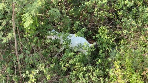 A white goat feeds on leafy shrubs while standing on a grassy slope, surrounded 库存影片 329276490