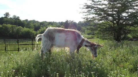 White goat Stock Footage 25065311