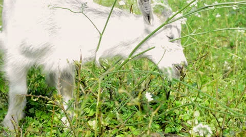 White goat Stock Footage 26071710