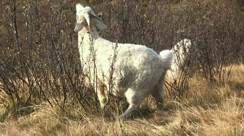 White Goat 스톡 동영상 45618647