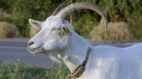 White goat Stock Footage 54717755
